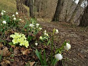 26 Primule e Campanelle (Leucojum vrernum) 